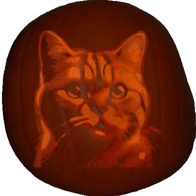 Domestic Shorthair