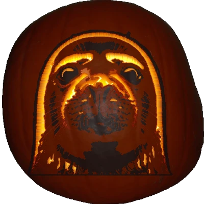 Harbour Seal