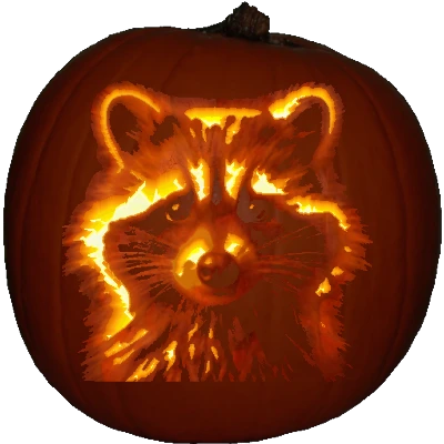 Raccoon