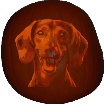 Dachshund