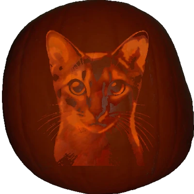 Abyssinian